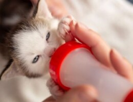 Спросим у ветеринара, можно ли кормить котят детской смесью