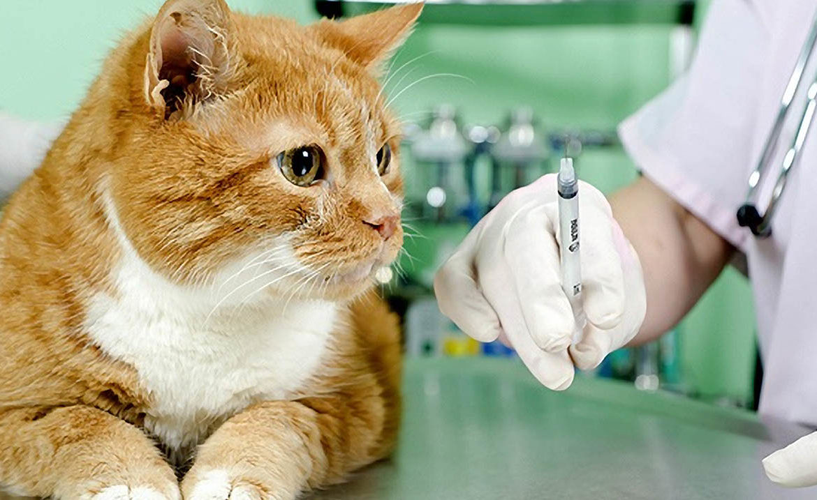 Co potřebujete vědět o očkování koček: plán a obecná doporučení